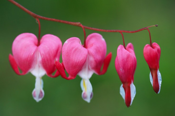 Tiny Hearts, Big&nbsp;Inspiration