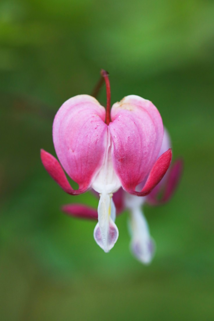 Tiny Hearts, Big&nbsp;Inspiration
