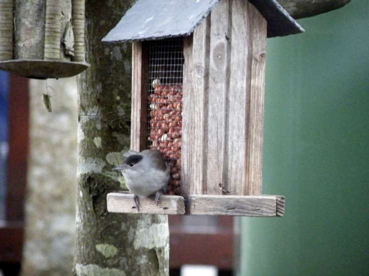 ONCE I HEARD A BLACKCAP&nbsp;SING