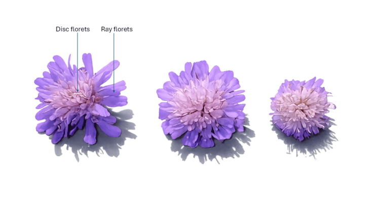 When an old experiment revealed a new story about&nbsp;flowers